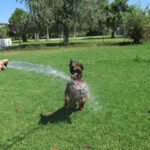 Mischling Duque, 01/2016, ca. 65 cm