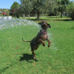 Mischling Duque, 01/2016, ca. 65 cm