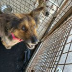 Mischling Duque, 01/2016, ca. 65 cm