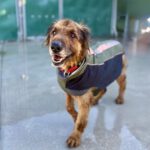 Mischling Duque, 01/2016, ca. 65 cm