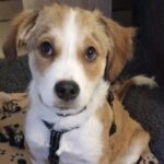 Mischling Dyado, 08/2025, ca 48 cm, 22926 Ahrensburg