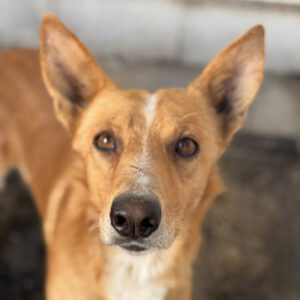 Podenco Enzo, 11/ 2021, ca. 45 cm