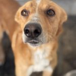 Podenco Enzo, 11/ 2021, ca. 45 cm