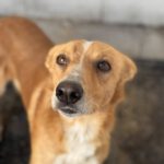 Podenco Enzo, 11/ 2021, ca. 45 cm