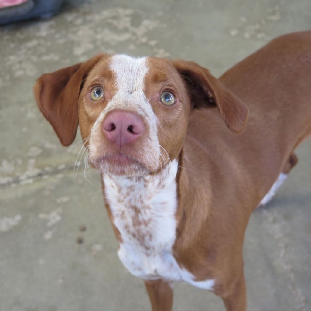 Podenco Mischling Ferrero, 01/2025, Endgröße ca. 50 cm