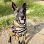 Belgischer Schäferhund Frankfurt, 08/2018, ca. 65 cm