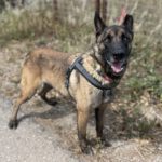 Belgischer Schäferhund Frankfurt, 08/2018, ca. 65 cm