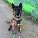 Belgischer Schäferhund Frankfurt, 08/2018, ca. 65 cm