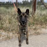 Belgischer Schäferhund Frankfurt, 08/2018, ca. 65 cm