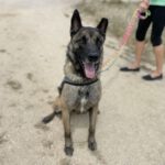 Belgischer Schäferhund Frankfurt, 08/2018, ca. 65 cm