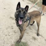 Belgischer Schäferhund Frankfurt, 08/2018, ca. 65 cm