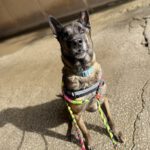 Belgischer Schäferhund Frankfurt, 08/2018, ca. 65 cm