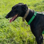 Galgo Furia, 03/2019, ca. 60 cm