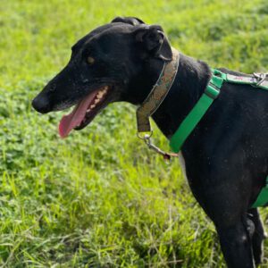 Galgo Furia, 03/2019, ca. 60 cm