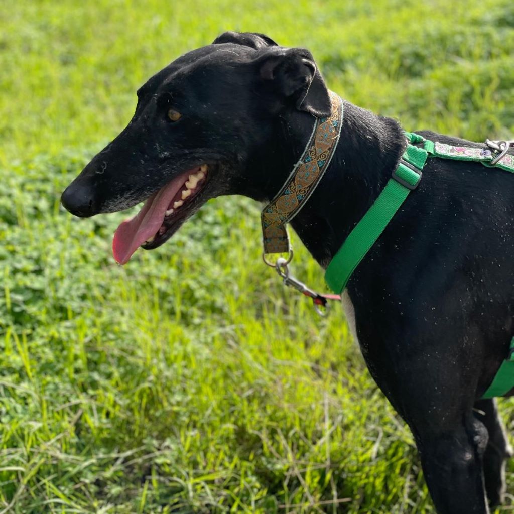 Galgo Furia, 03/2019, ca. 60 cm