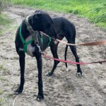 Galgo Furia, 03/2019, ca. 60 cm