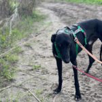 Galgo Furia, 03/2019, ca. 60 cm