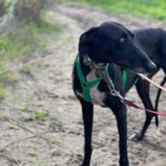 Galgo Furia, 03/2019, ca. 60 cm