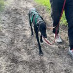 Galgo Furia, 03/2019, ca. 60 cm