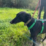 Galgo Furia, 03/2019, ca. 60 cm