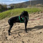 Galgo Furia, 03/2019, ca. 60 cm