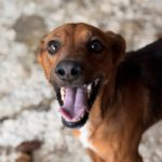 Podenco Mischling Golfo, 05/2023, ca. 40 cm