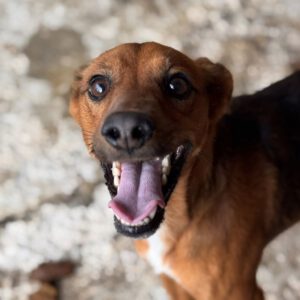 Podenco Mischling Golfo, 05/2023, ca. 40 cm