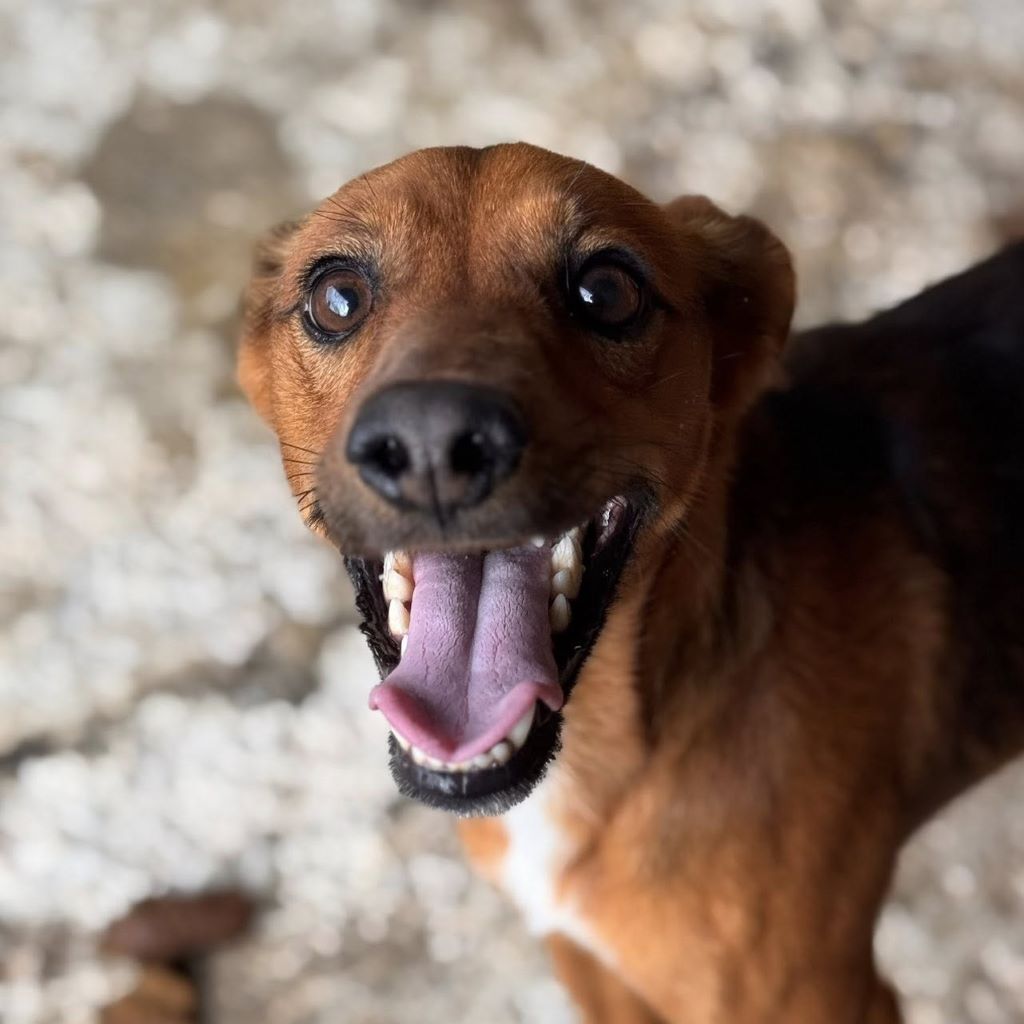 Podenco Mischling Golfo, 05/2023, ca. 40 cm