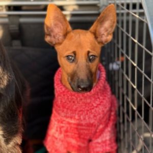 Malinois Podenco Mischling Hange, 08/2025, Endgröße ca. 50- 55 cm, 57555 Mudersbach