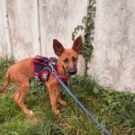 Malinois Podenco Mischling Hange, 08/2025, Endgröße  ca. 50- 55 cm, 57555 Mudersbach