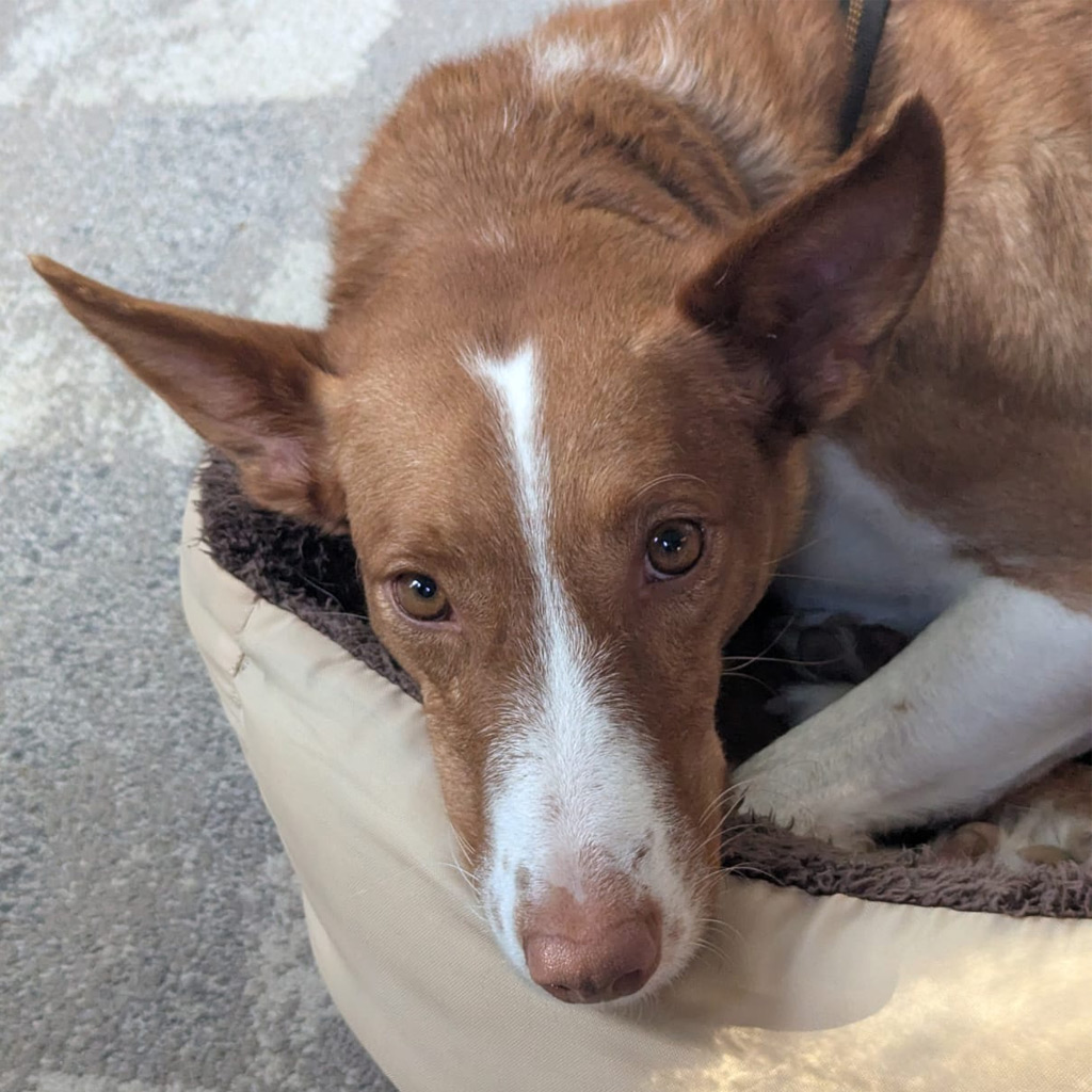 Happy End Podenco Saskia / Venia