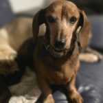 Dackel Helen, 12/2015, ca. 20 cm, 61191 Rosbach vor der Höhe