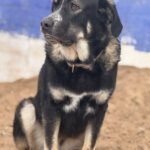 Mastin Mischling Henrietta, 03/2024, ca. 65 cm