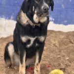 Mastin Mischling Henrietta, 03/2024, ca. 65 cm