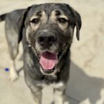 Mastin Hercules, 04/2023, ca. 70 cm