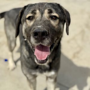 Mastin Hercules, 04/2023, ca. 70 cm