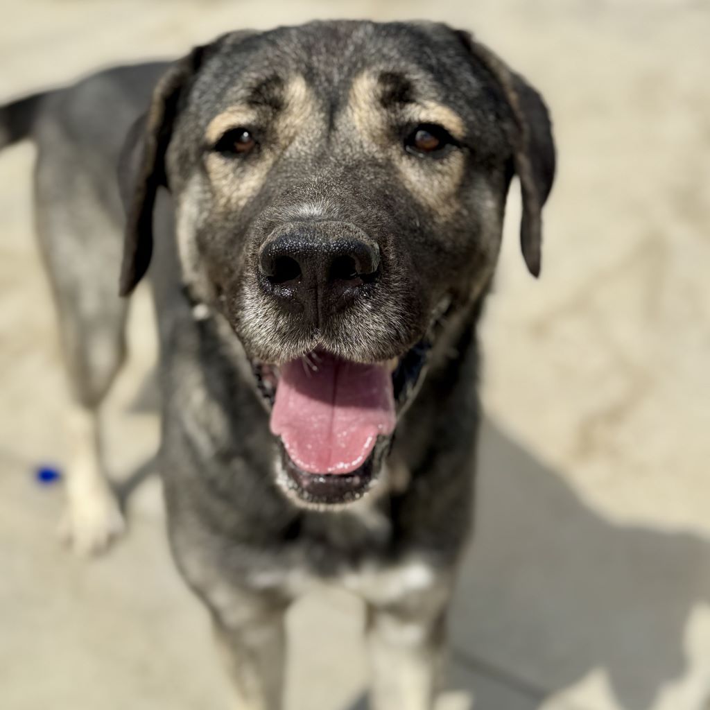 Mastin Hercules, 04/2023, ca. 70 cm