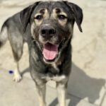 Mastin Hercules, 04/2023, ca. 70 cm