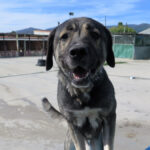 Mastin Hercules, 04/2023, ca. 70 cm