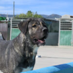 Mastin Hercules, 04/2023, ca. 70 cm