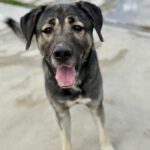 Mastin Hercules, 04/2023, ca. 70 cm