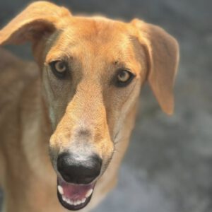 Malinois-Mischling Hermes, 05/2024, ca. 57 cm