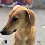 Malinois-Mischling Hermes, 05/2024, ca. 57 cm