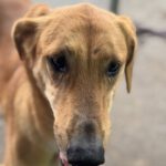 Malinois-Mischling Hermes, 05/2024, ca. 57 cm