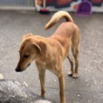 Malinois-Mischling Hermes, 05/2024, ca. 57 cm