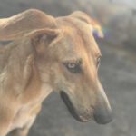 Malinois-Mischling Hermes, 05/2024, ca. 57 cm