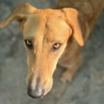 Malinois-Mischling Hermes, 05/2024, ca. 57 cm