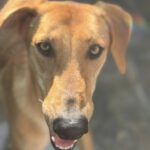 Malinois-Mischling Hermes, 05/2024, ca. 57 cm