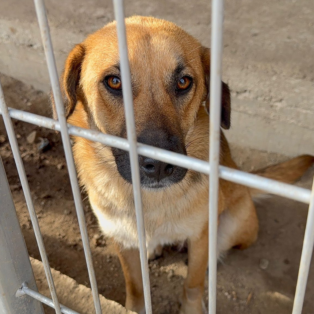 Hilfe für Bulgarien
