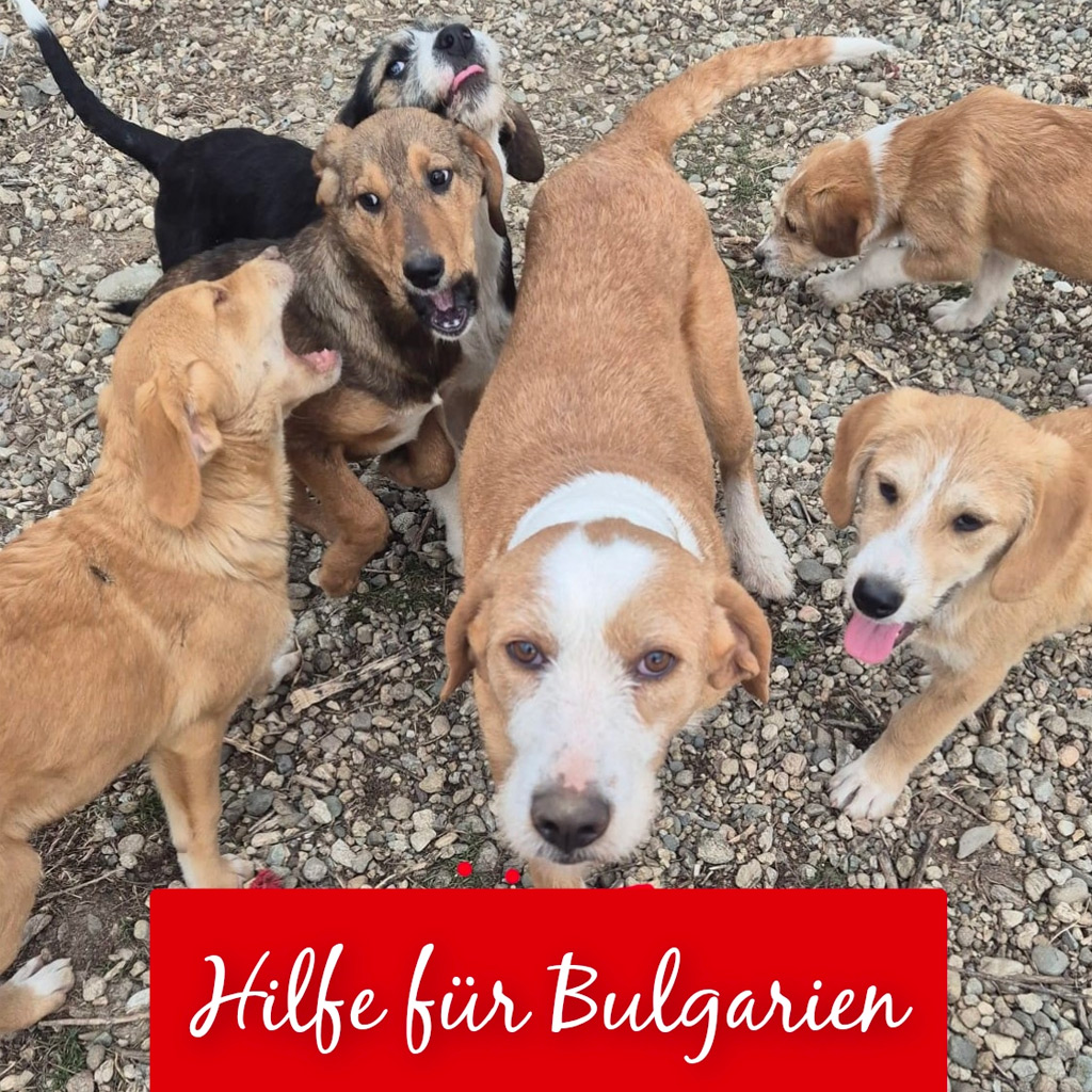 Hilfe für Bulgarien